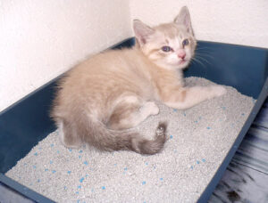 Eco-friendly Cat Litter Solutions for a Sustainable Future in China