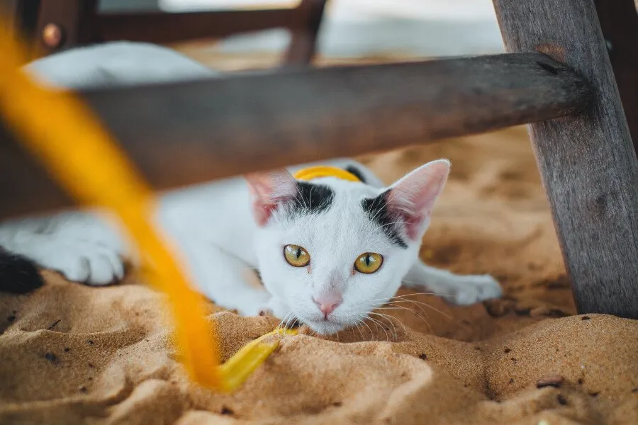 Personalized Large Dog Apparel for Stylish and Comfy Pets