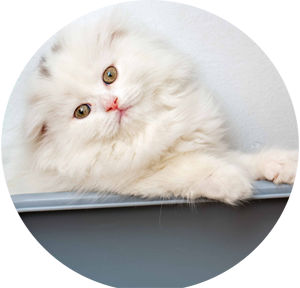 cature tofu cat litter factory