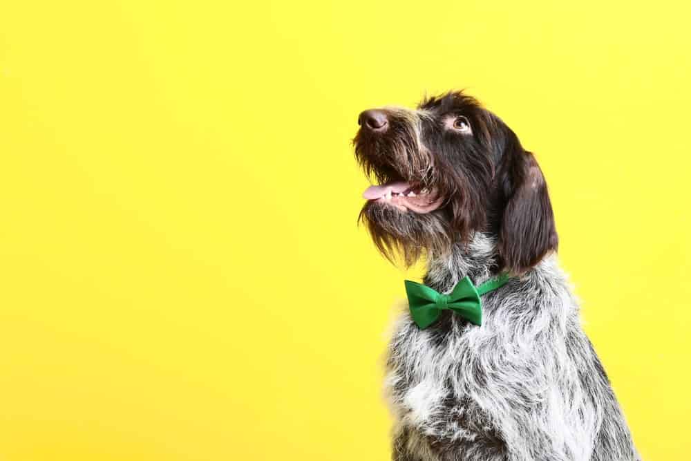 personalized dog clothes factories personalized dog clothes factories