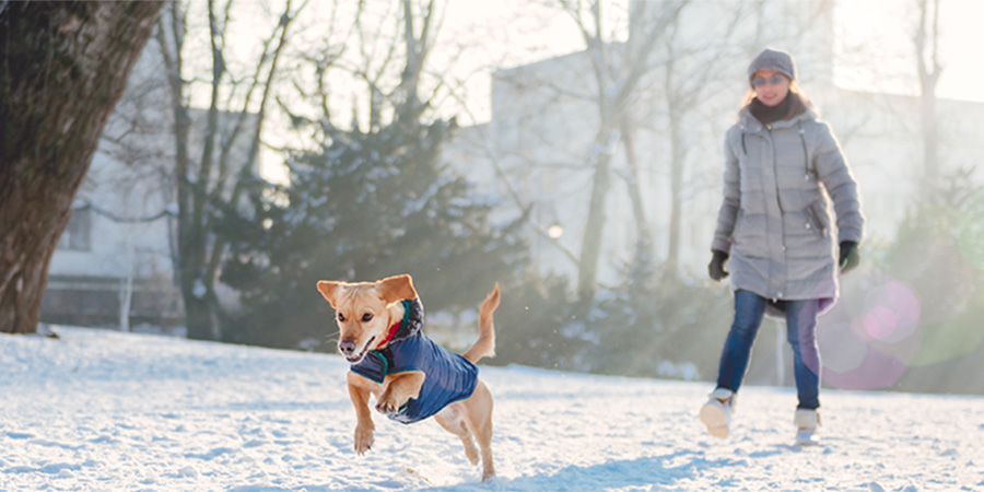 Wholesale Clothing for Puppy Dog Pals - Fun and Stylish Outfits for Your Pets