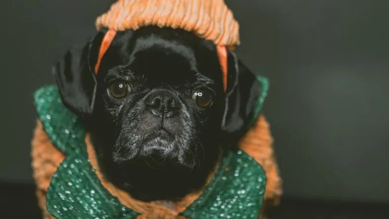 Stylish Black Dog Apparel for Trendy Pet Fashion Enthusiasts Stylish Black Dog Apparel for Trendy Pet Fashion Enthusiasts