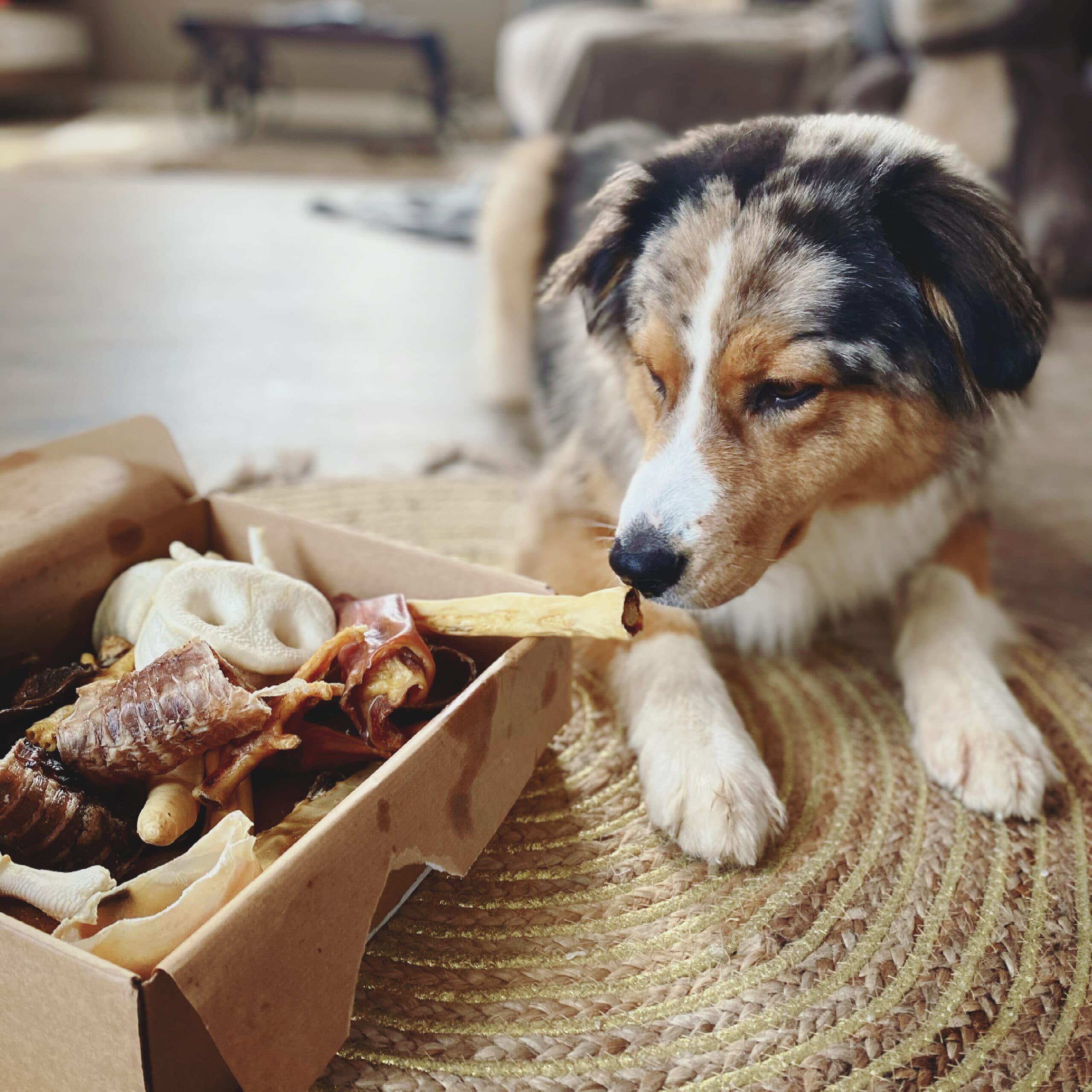 Manufacturers of Boy and Dog Apparel for Stylish Pets and Kids