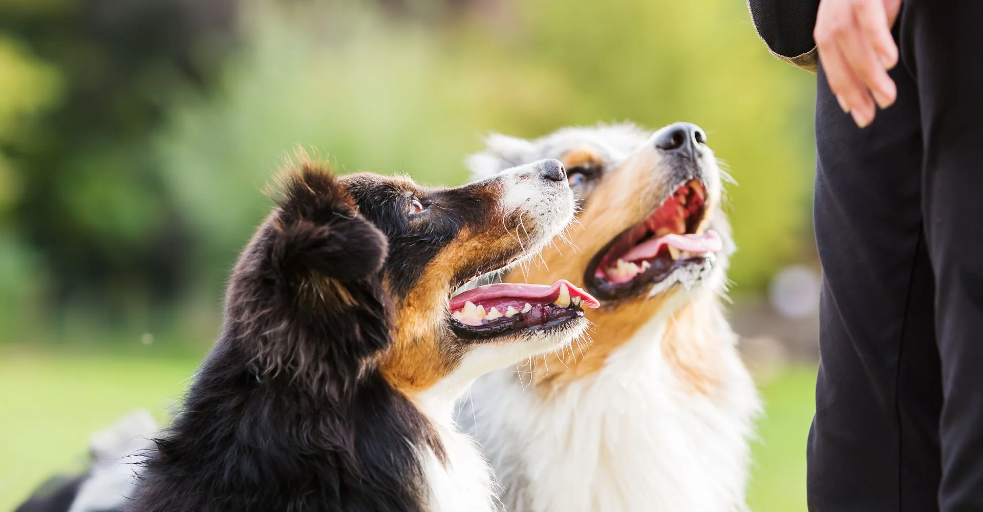 cat sand litter manufacturers cat sand litter manufacturers