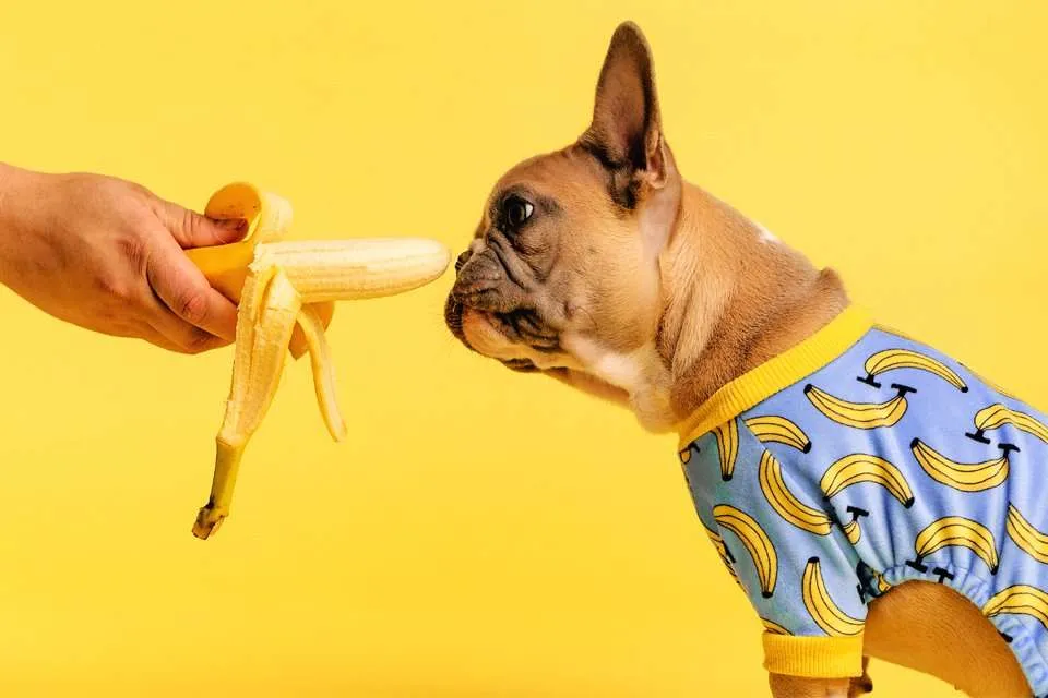 china male dog clothes