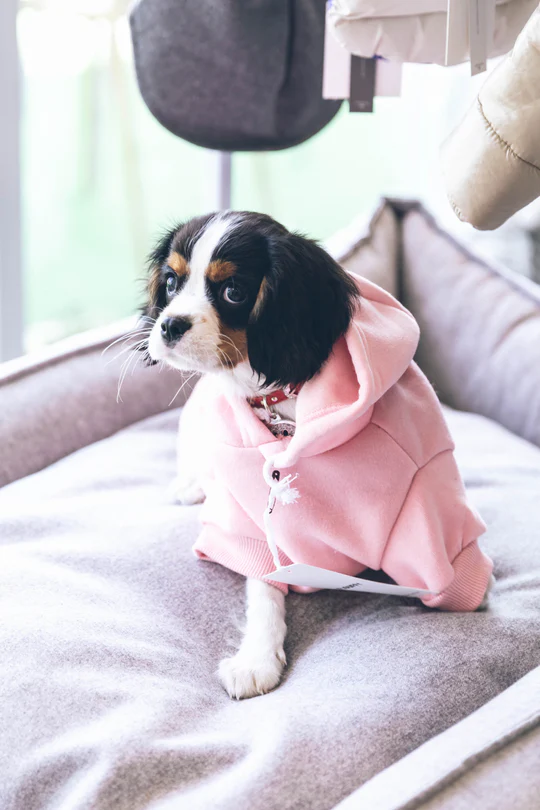 Large Dog Apparel from China Stylish and Comfortable Options for Your Pet