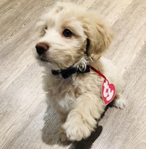 odm xxlarge dog clothes