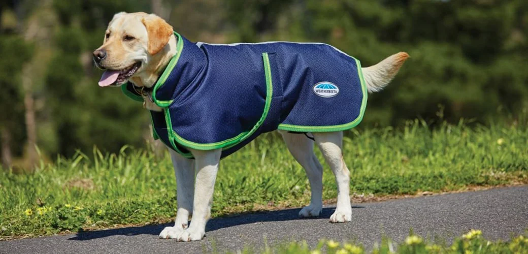 Top Tofu Cat Litter Manufacturers for Quality and Sustainability