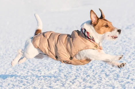 Vêtements pour les fabricants de chiens XXS