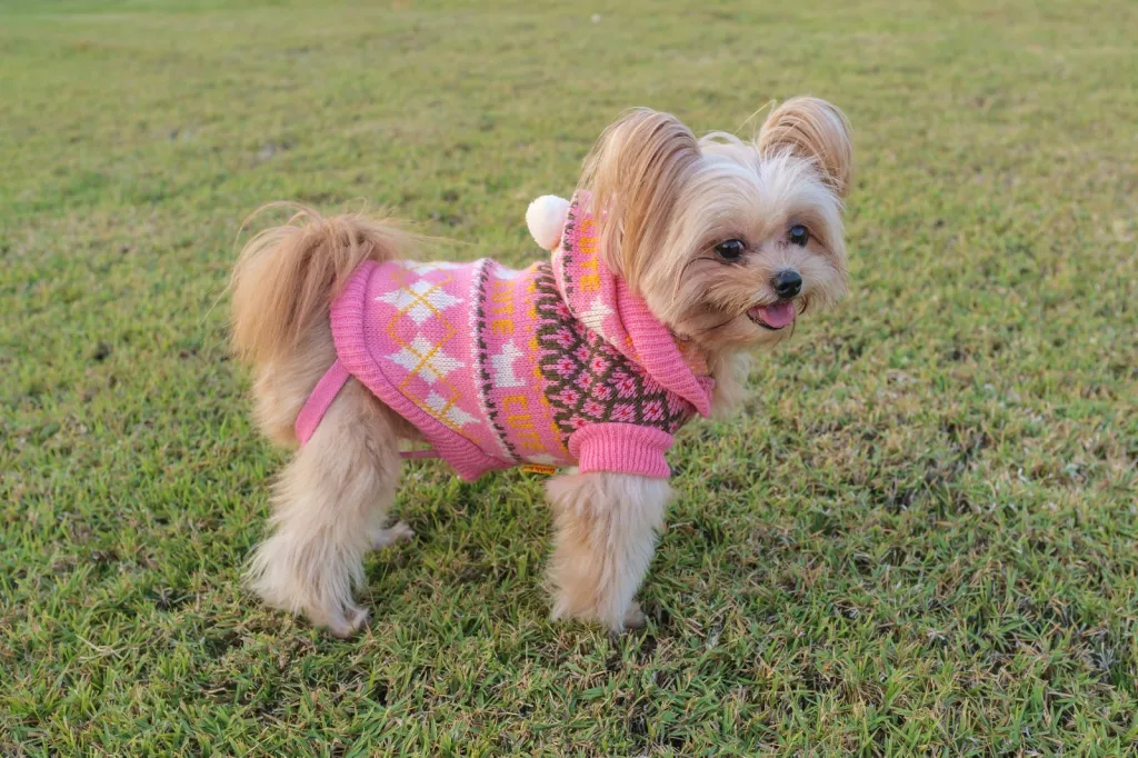 Stylish Dog Apparel for Extra Large Breeds in China