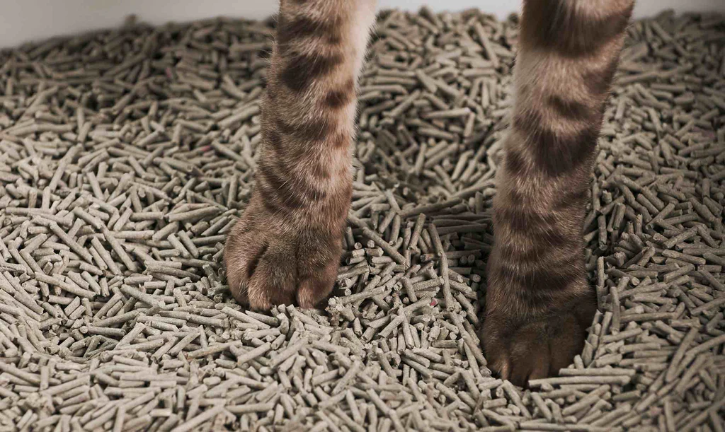 Finding the Best OEM Cat Litter Solutions for Your Feline Friends