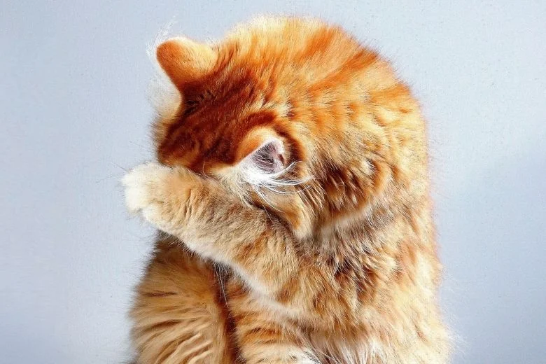 Exploring the Benefits and Uses of Custom Sodium Bentonite Cat Litter Options for Pet Owners