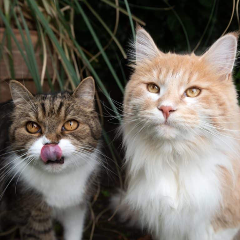 Alternative Cat Litter Producers for Eco-Friendly Pet Care Solutions