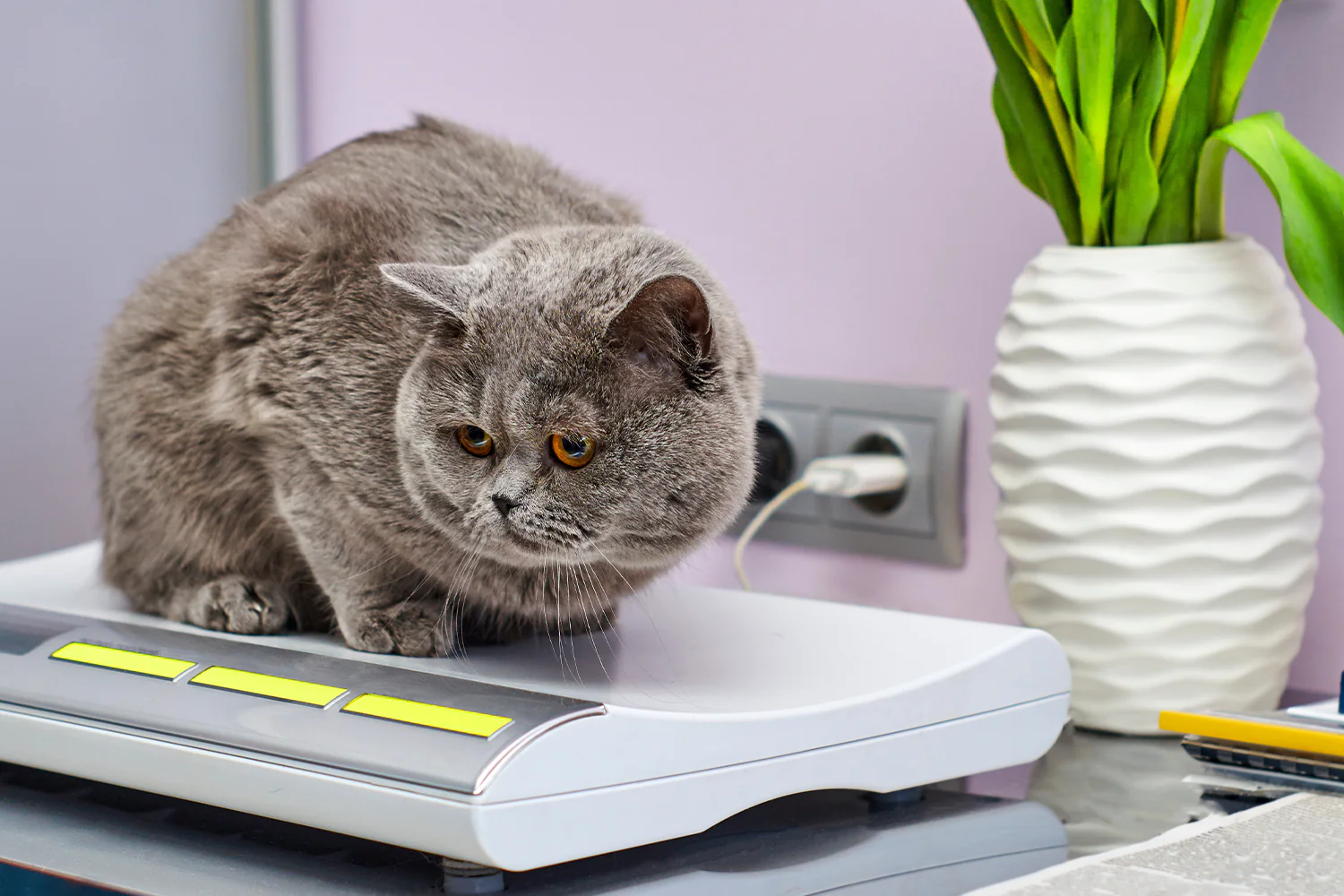 xxsmall dog clothes manufacturers