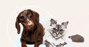 xxs dog clothes supplier