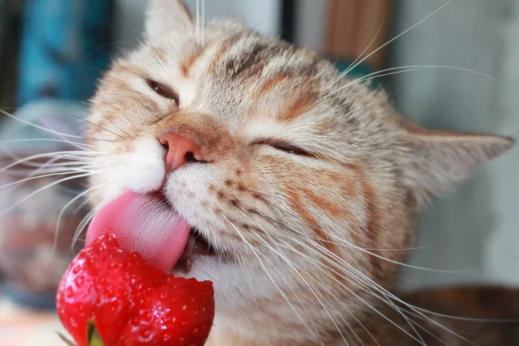 Exploring the Production of Lavender Scented Cat Litter in Factories