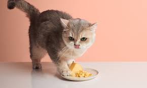 Affordable Wholesale Cat Litter Sand Options for Budget-Conscious Pet Owners Affordable Wholesale Cat Litter Sand Options for Budget-Conscious Pet Owners