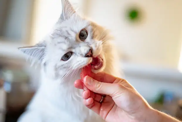 Top Manufacturers of No-Track Cat Litter for Clean Homes and Happy Cats