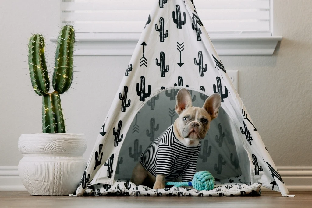 personalized dog apparel factories