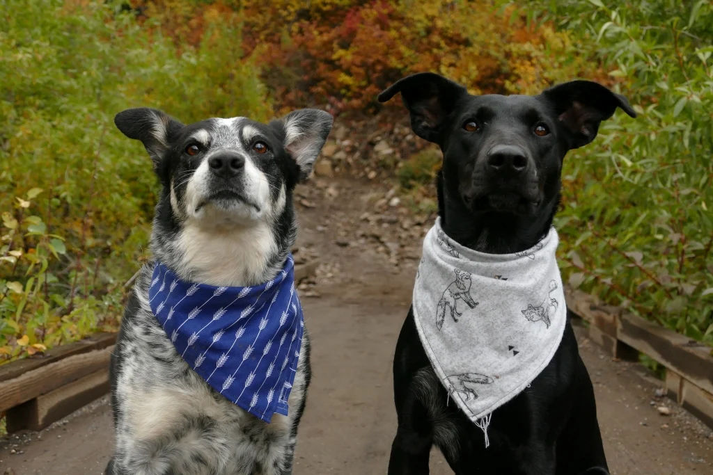 clothes for small dog supplier
