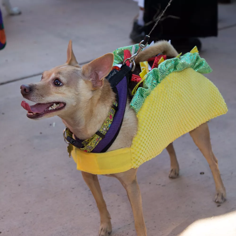 Top Manufacturers of Clothes for Large Dogs You Should Know