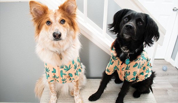 Trendy Denim Clothes for Dogs Stylish and Comfortable Outfits for Your Furry Friend