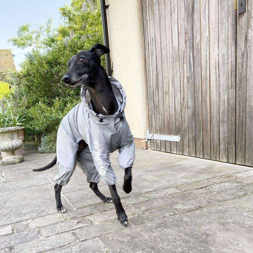 Suppliers of Stylish Apparel for Toy Dog Breeds and Small Pets