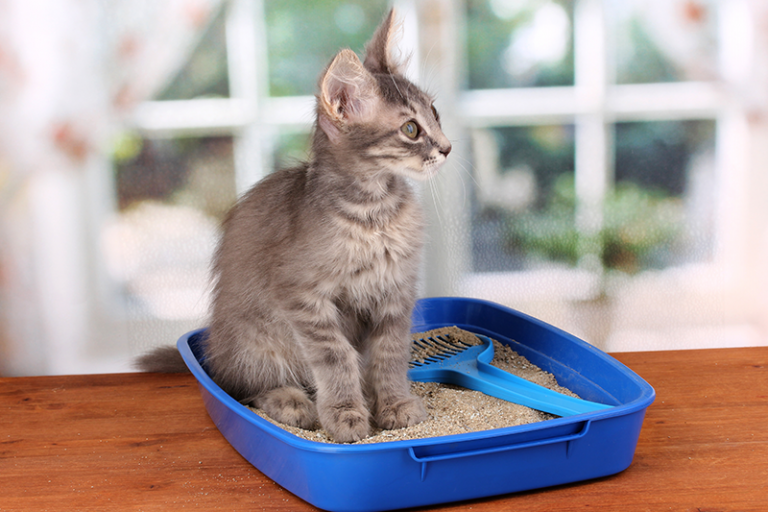 Exploring Chinese Bentonite Cat Litter for Superior Absorption and Odor Control