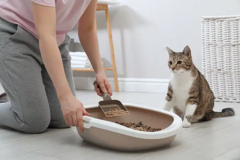 Tofu-Based Clumping Cat Litter Manufacturing Facilities and Their Benefits for Pet Owners