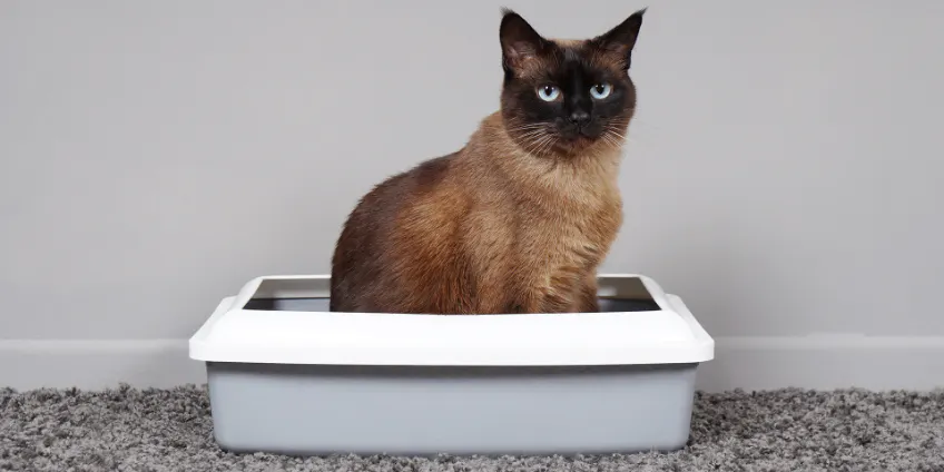 trackless cat litter suppliers
