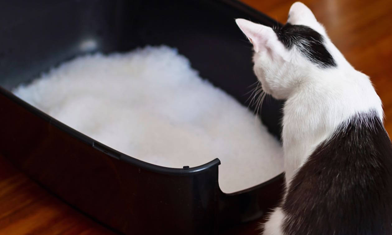 odm washable cat litter sand