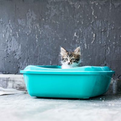 Suppliers of Natural Bentonite Cat Litter for Optimal Odor Control and Absorption
