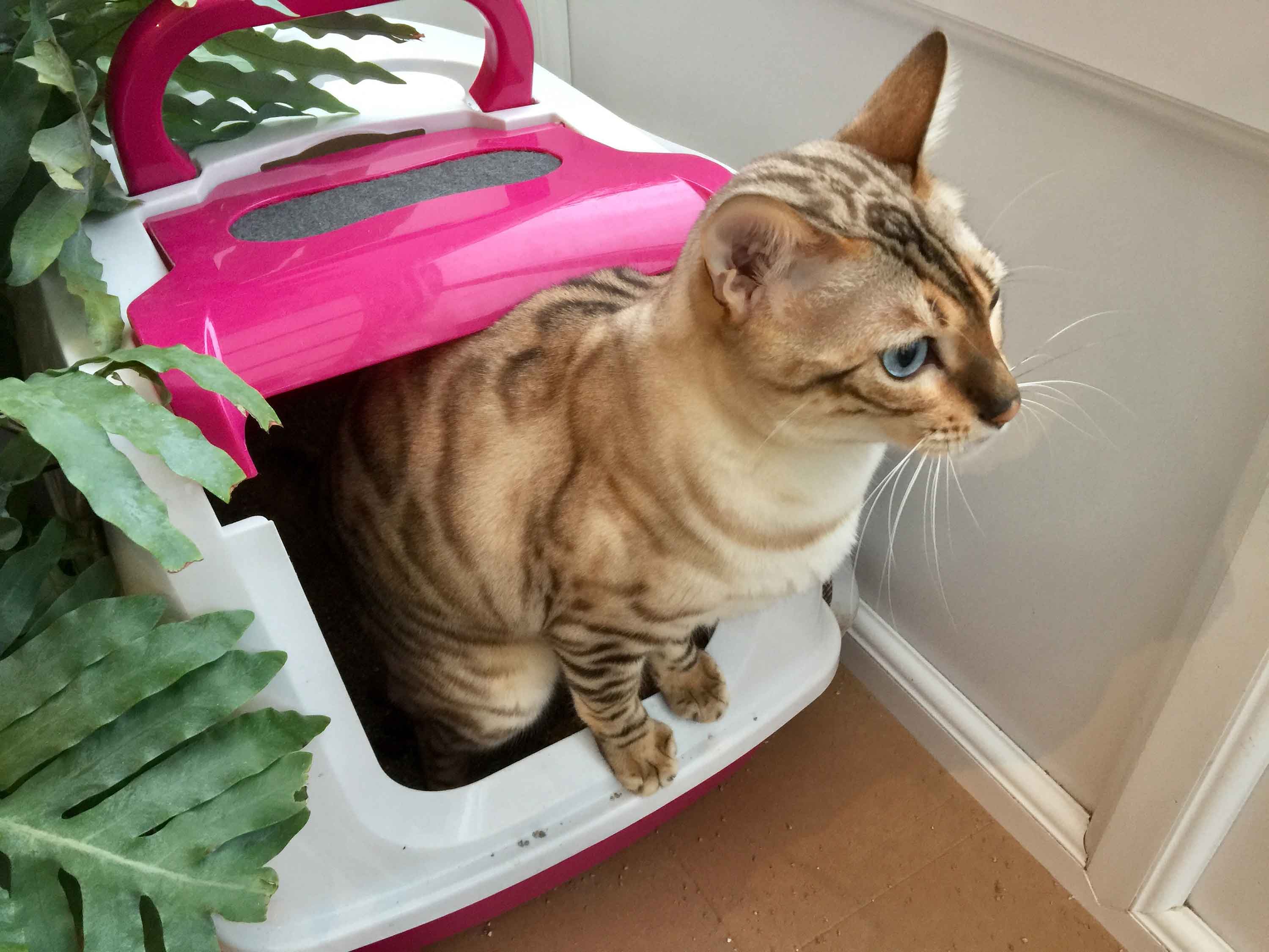 best tofu cat litter supplier