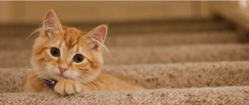 petfive cat litter manufacturer