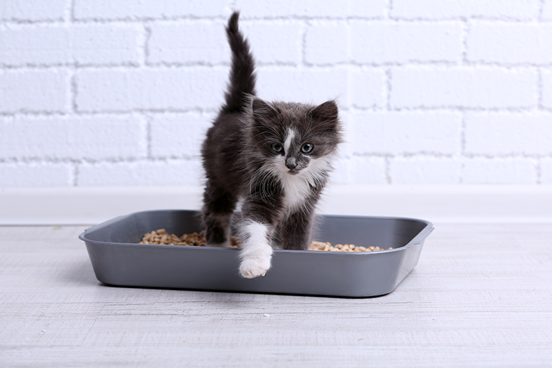 Lightweight Clumping Cat Litter Production Facility Overview and Insights