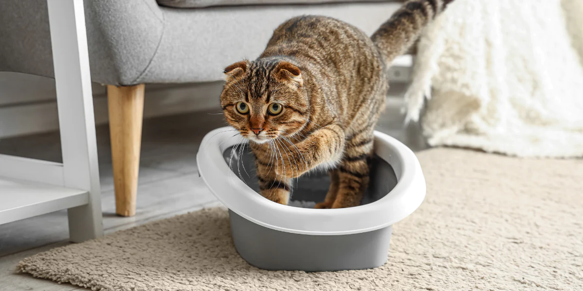 Premium 40 Pound Cat Litter - Superior Odor Control & Clumping Power