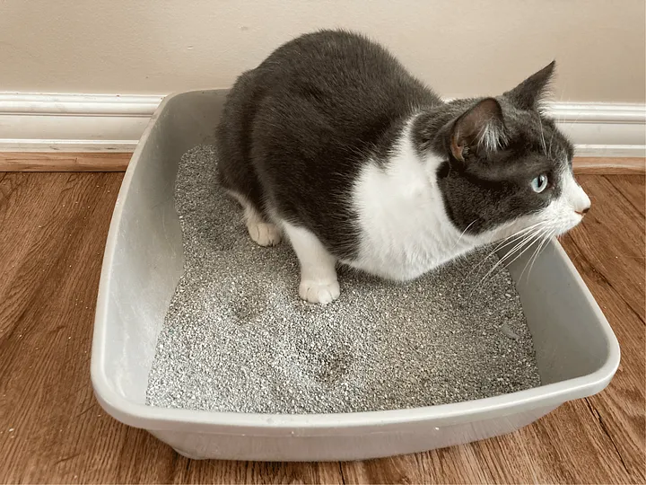 custom eco friendly cat litter
