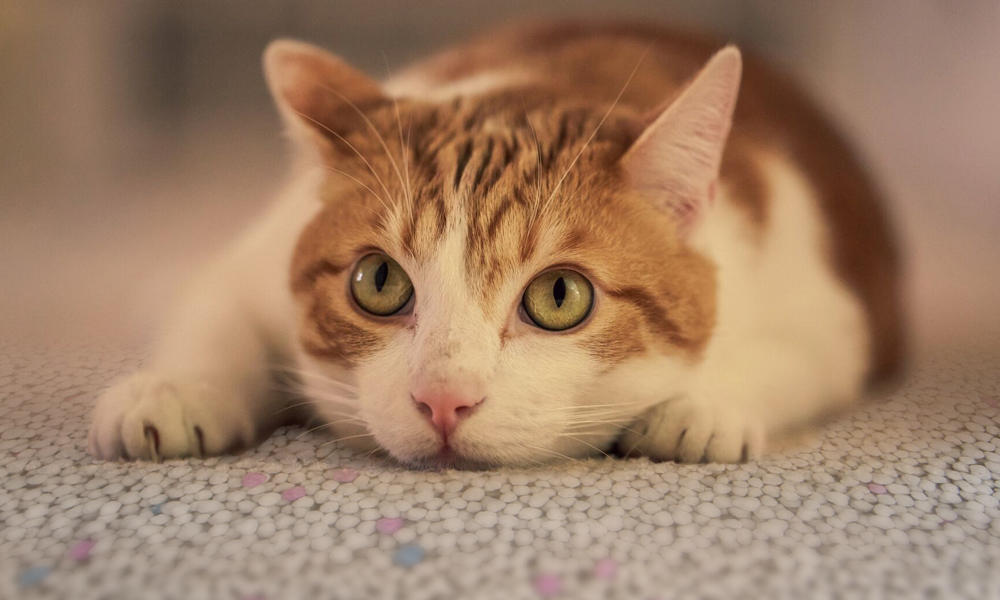 Innovative Manufacturing of Lavender Cat Litter for Eco-Friendly Pet Care Solutions