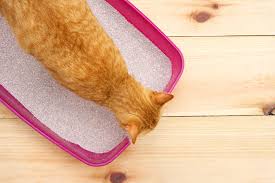 best cat sand litter