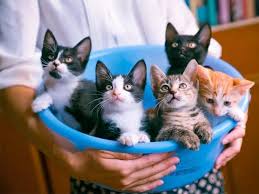 Love Sand Cat Litter Factory - Нахустин аз маҳсулоти хукрутии гурбаҳо