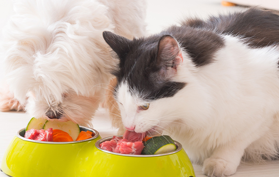 cature tofu cat litter factories