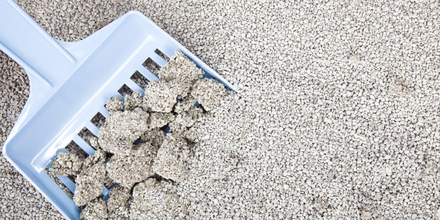 Exploring Sustainable Cat Litter Production at Whole Foods Facilities