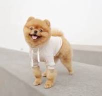 dog clothes small supplier
