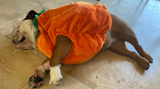 china cat litter 40 lb