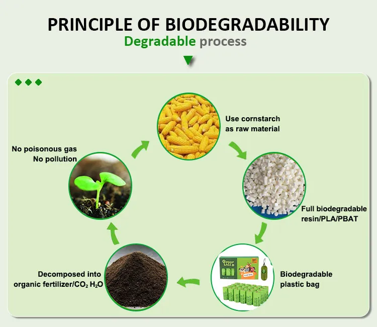 Exploring the Production Process of Unscented Cat Litter at Tidy Cat Facilities