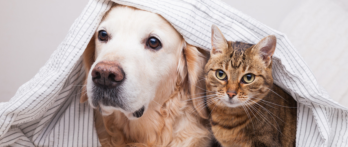 Unscented Tidy Cat Litter for Optimal Odor Control and Easy Cleaning