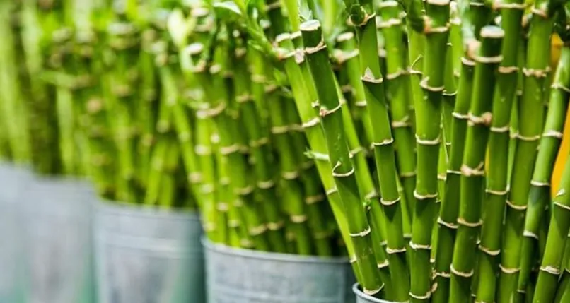 How to Extend the Life of Your Bamboo Bed Sheets