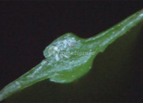 pvc steel wire hose supplier