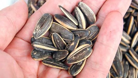 High-Quality Unshelled Sunflower Seeds Supplier for Healthy Snacking and Cooking