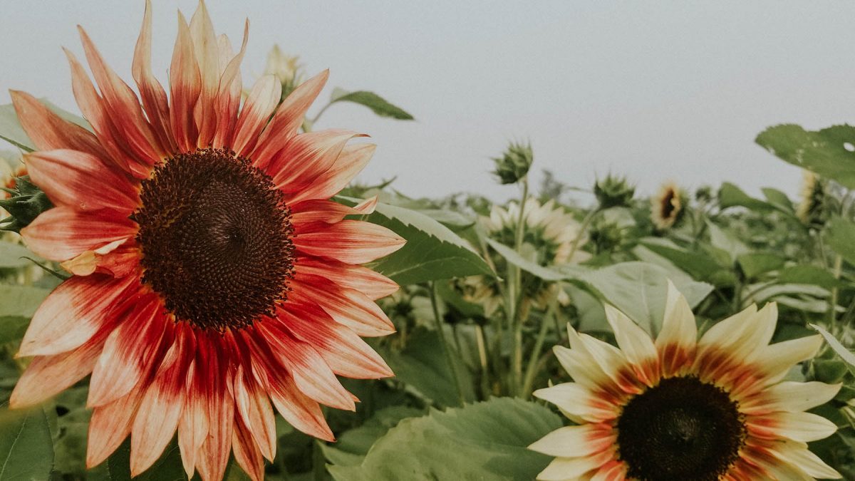 china shelled sunflower seeds